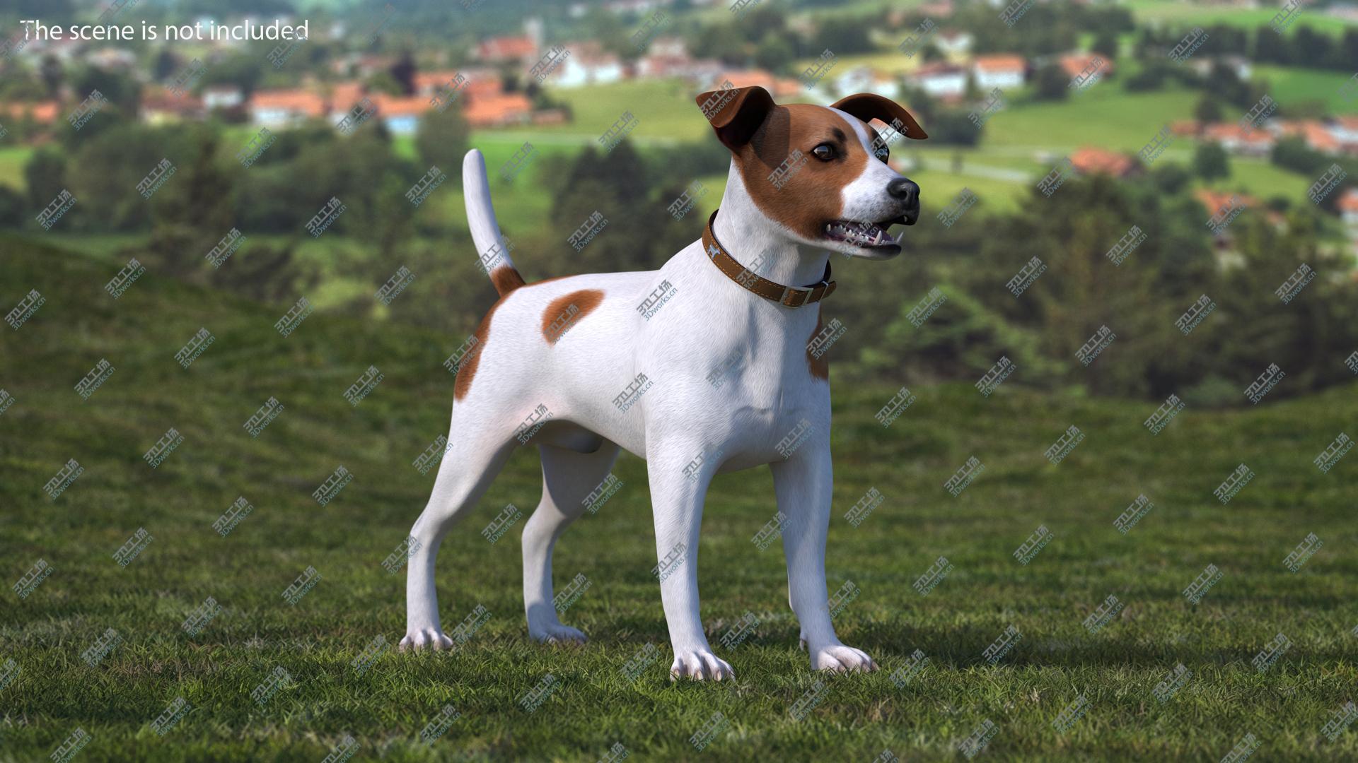 images/goods_img/202104093/Spotted Jack Russell Terrier Rigged 3D model/2.jpg